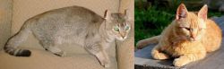 Jaguarundi Curl vs Brazilian Shorthair - Breed Comparison