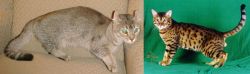Jaguarundi Curl vs Bristol - Breed Comparison
