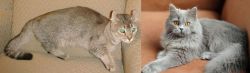 Jaguarundi Curl vs British Semi-Longhair - Breed Comparison