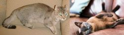 Jaguarundi Curl vs Burmese - Breed Comparison