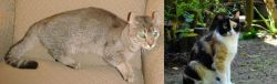Jaguarundi Curl vs Calico - Breed Comparison