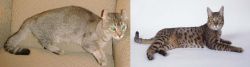 Jaguarundi Curl vs California Spangled Cat - Breed Comparison