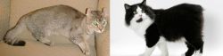 Jaguarundi Curl vs Cymric - Breed Comparison