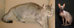 Jaguarundi Curl vs Don Sphynx - Breed Comparison
