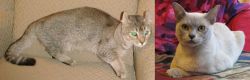 Jaguarundi Curl vs European Burmese - Breed Comparison