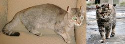 Jaguarundi Curl vs Farm Cat - Breed Comparison