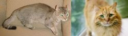 Jaguarundi Curl vs Ginger Tabby - Breed Comparison