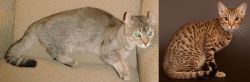 Jaguarundi Curl vs Ocicat - Breed Comparison