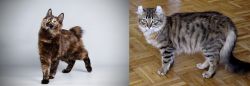 Japanese Bobtail vs American Curl - Breed Comparison