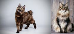 Japanese Bobtail vs American Longhair - Breed Comparison