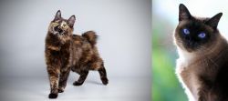 Japanese Bobtail vs Applehead Siamese - Breed Comparison