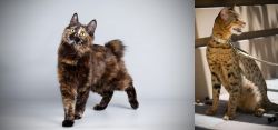 Japanese Bobtail vs Ashera - Breed Comparison