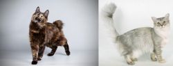 Japanese Bobtail vs Asian Semi-Longhair - Breed Comparison