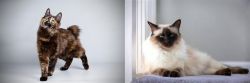 Japanese Bobtail vs Balinese - Breed Comparison