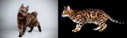 Japanese Bobtail vs Bengal - Breed Comparison