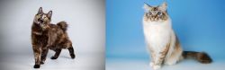 Japanese Bobtail vs Birman - Breed Comparison