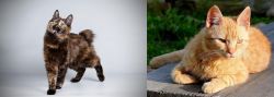 Japanese Bobtail vs Brazilian Shorthair - Breed Comparison
