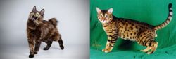 Japanese Bobtail vs Bristol - Breed Comparison