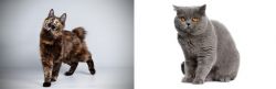 Japanese Bobtail vs British Shorthair - Breed Comparison
