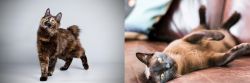 Japanese Bobtail vs Burmese - Breed Comparison