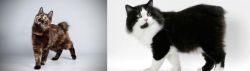 Japanese Bobtail vs Cymric - Breed Comparison