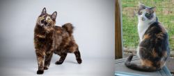 Japanese Bobtail vs Dilute Calico - Breed Comparison