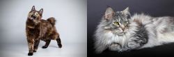Japanese Bobtail vs Domestic Longhaired Cat - Breed Comparison