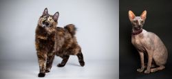 Japanese Bobtail vs Don Sphynx - Breed Comparison