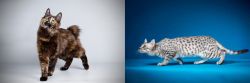 Japanese Bobtail vs Egyptian Mau - Breed Comparison