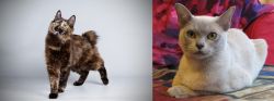 Japanese Bobtail vs European Burmese - Breed Comparison