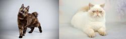 Japanese Bobtail vs Exotic Shorthair - Breed Comparison