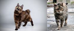 Japanese Bobtail vs Farm Cat - Breed Comparison
