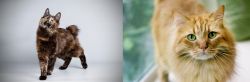 Japanese Bobtail vs Ginger Tabby - Breed Comparison
