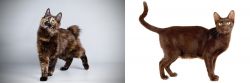 Japanese Bobtail vs Havana Brown - Breed Comparison