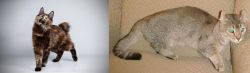 Japanese Bobtail vs Jaguarundi Curl - Breed Comparison