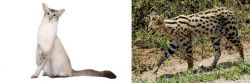 Javanese vs African Serval - Breed Comparison