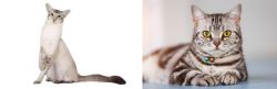 Javanese vs American Shorthair - Breed Comparison