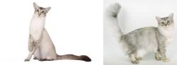 Javanese vs Asian Semi-Longhair - Breed Comparison