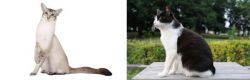 Javanese vs Bicolor - Breed Comparison