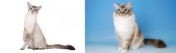 Javanese vs Birman - Breed Comparison