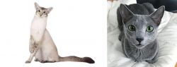 Javanese vs Blue Russian - Breed Comparison