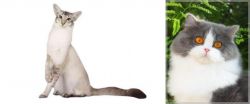 Javanese vs British Longhair - Breed Comparison
