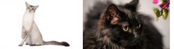 Javanese vs Chantilly/Tiffany - Breed Comparison