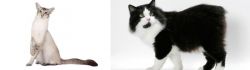 Javanese vs Cymric - Breed Comparison