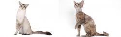 Javanese vs Devon Rex - Breed Comparison