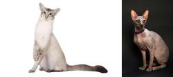 Javanese vs Don Sphynx - Breed Comparison