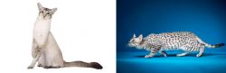 Javanese vs Egyptian Mau - Breed Comparison