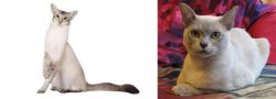 Javanese vs European Burmese - Breed Comparison