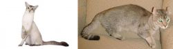 Javanese vs Jaguarundi Curl - Breed Comparison