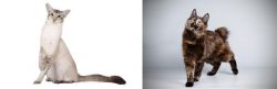 Javanese vs Japanese Bobtail - Breed Comparison